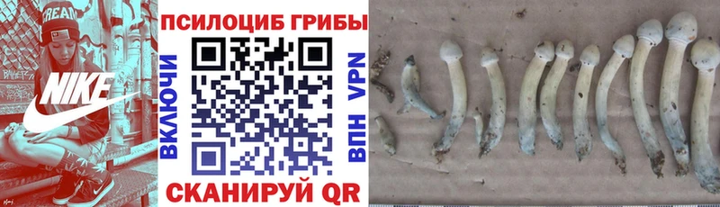 мориарти состав  Андреаполь  Галлюциногенные грибы GOLDEN TEACHER 